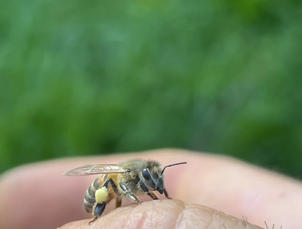 Abeille posee sur une main