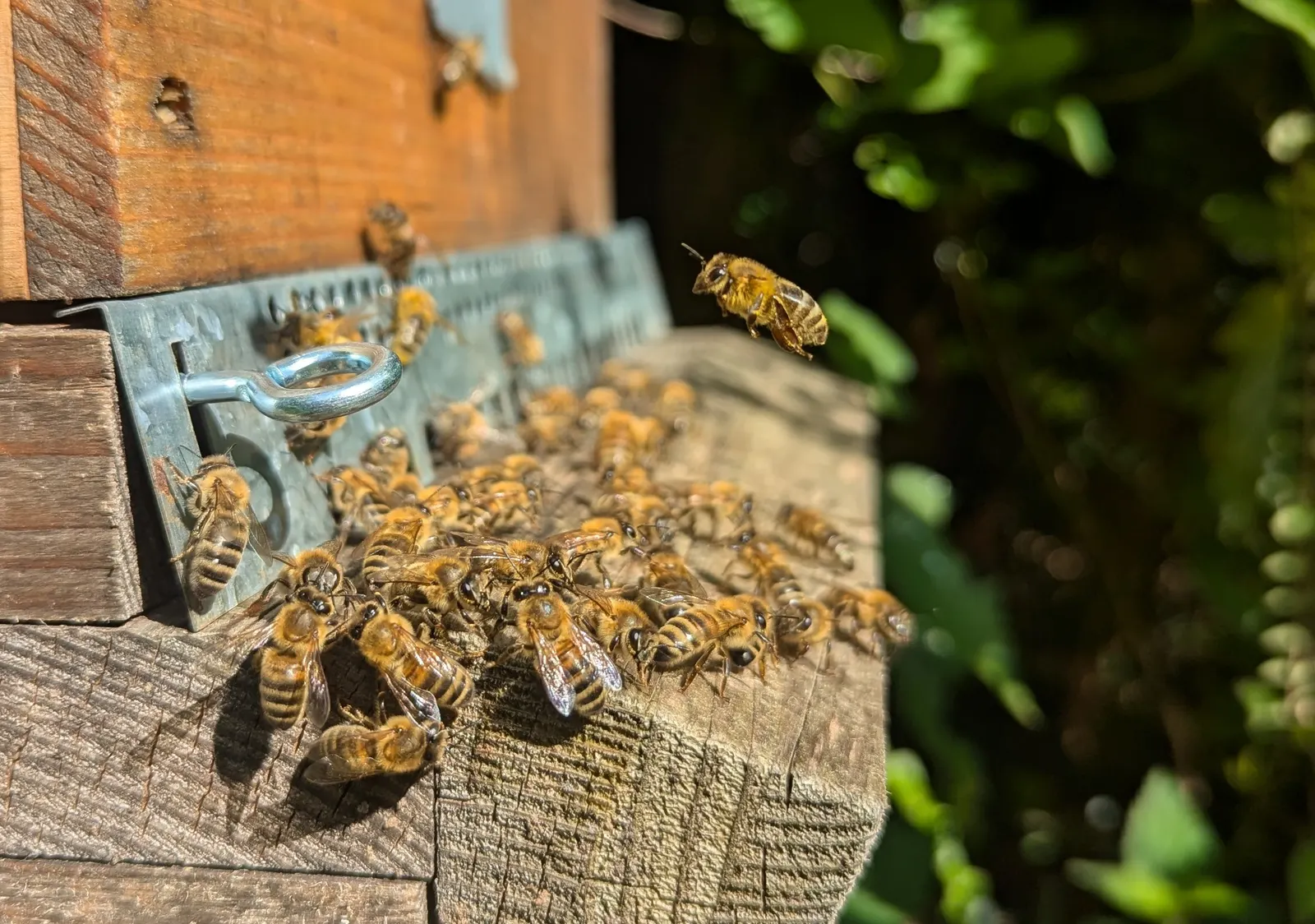 Abeilles sur la planche d’envol de la ruche