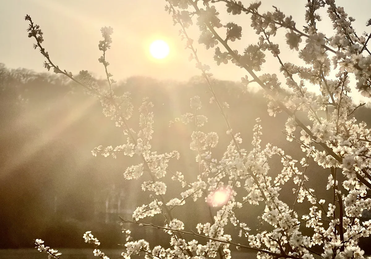 Floraison au soleil