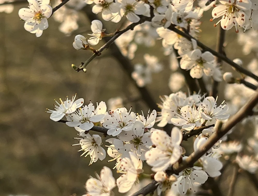 Fleurs blanches en floraison
