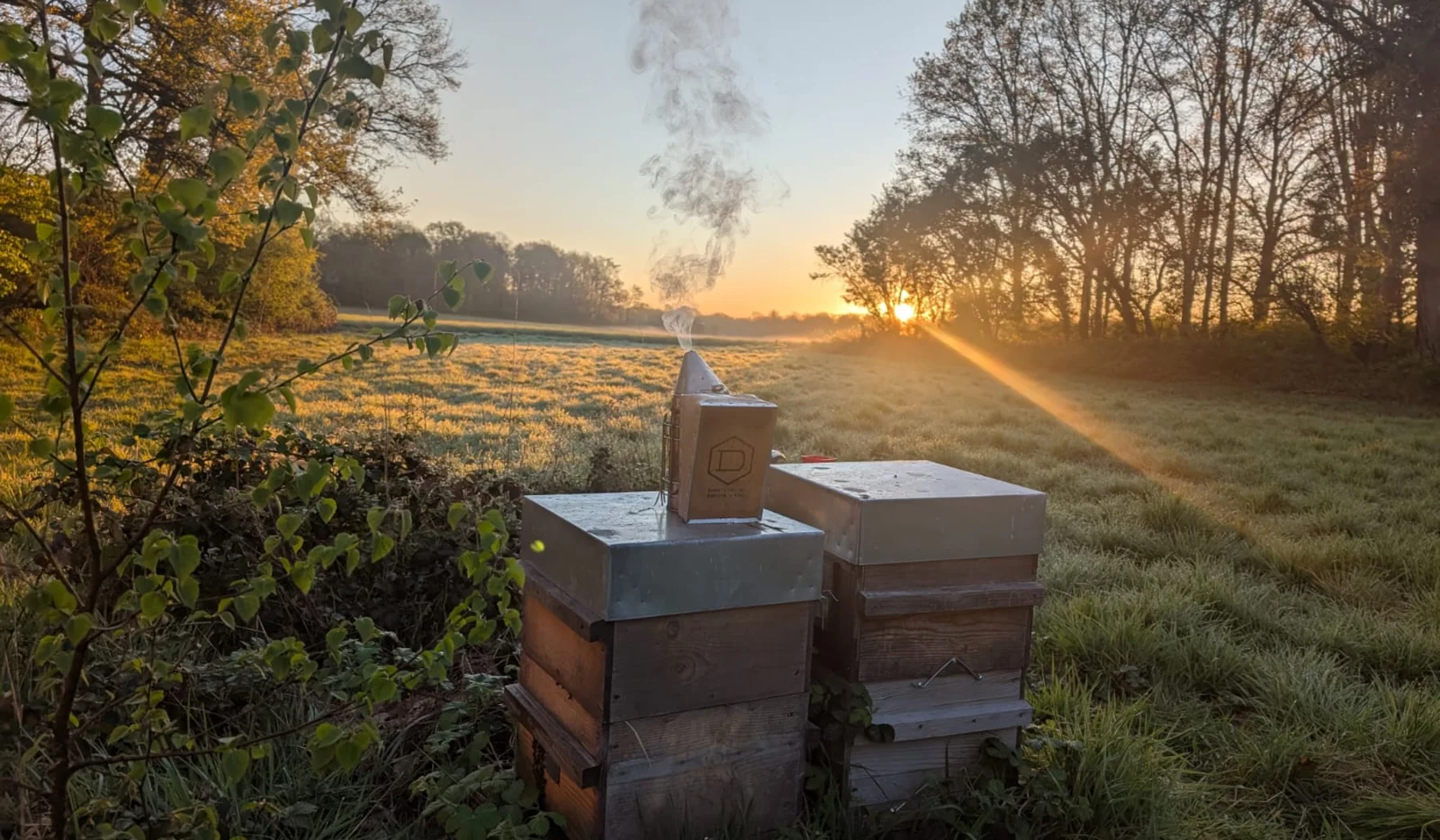 Ruches au lever du soleil